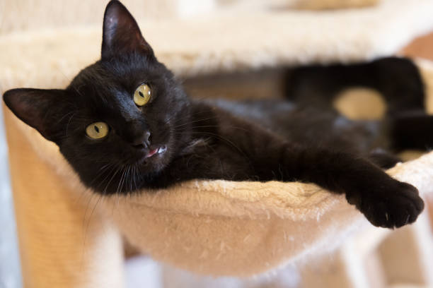 istock black young cute cat looking into camera closeup 1461129986