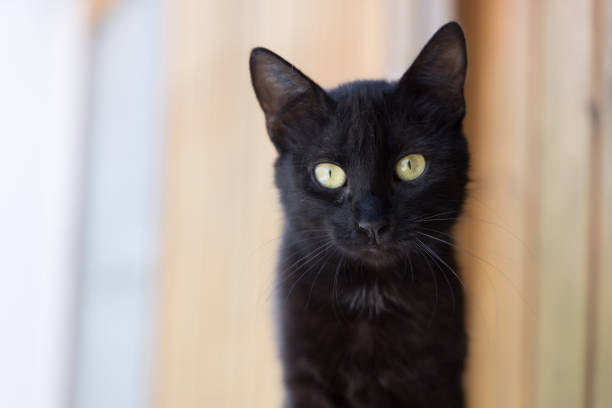 istock cute young black cat looking into camera closeup 1461130020