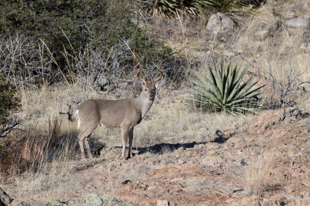 istock Buck Coues Whitetail Deer in Arizona in Winter 1461130414