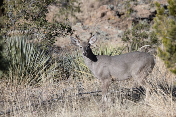 istock Buck Coues Whitetail Deer in Arizona in Winter 1461130820