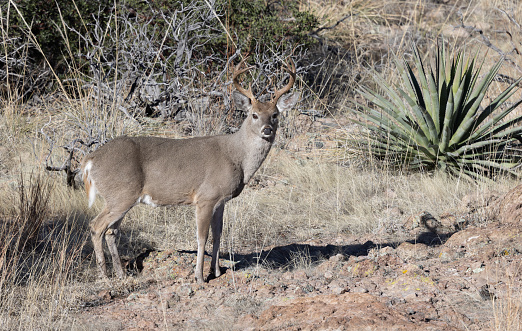 a coues whitetail deer buck in the Chiricahua Mountains Arizona