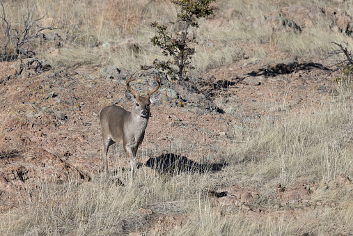 a coues whitetail deer buck in the Chiricahua Mountains Arizona