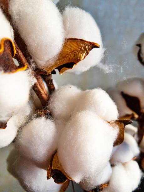 white cotton flower close up - cotton flower textile macro imagens e fotografias de stock