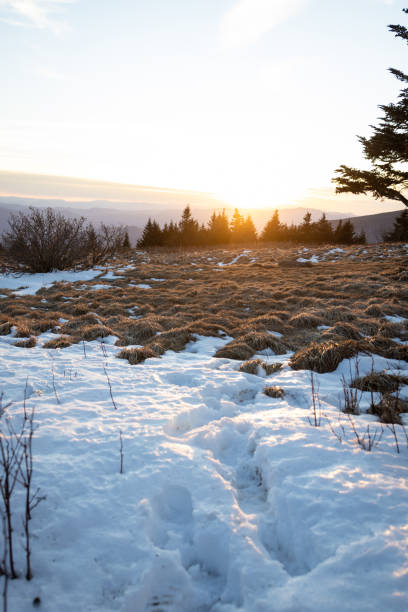 로안 고원의 애팔래치아 트레일에서 눈 내리는 저녁 - blue ridge mountains north carolina pine tree hiking 뉴스 사진 이미지