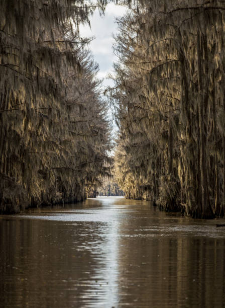 istock Beautiful cypress trees on Caddo Lake, Texas 1461135982