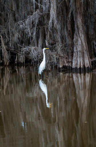 Great White Egret among the cypress trees in Caddo Lake, Texas