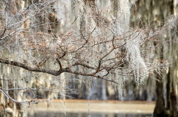 Beautiful cypress trees on Caddo Lake, Texas, on a winter morning