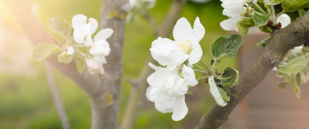 istock An apple tree blooming with white flowers with sunlight and space for a copy. 1461136010
