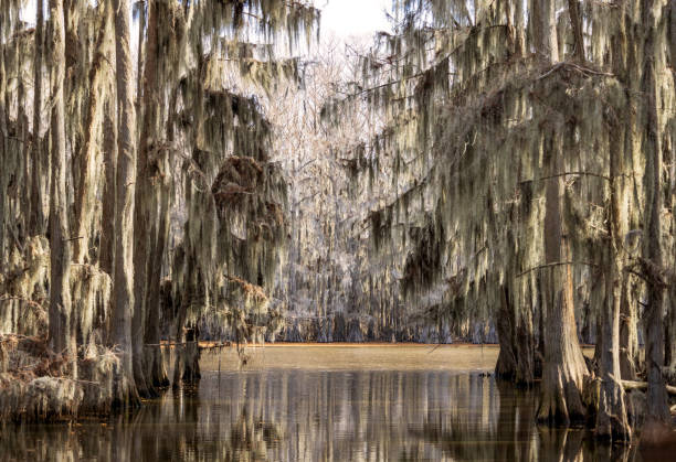 istock Beautiful cypress trees on Caddo Lake, Texas 1461136031