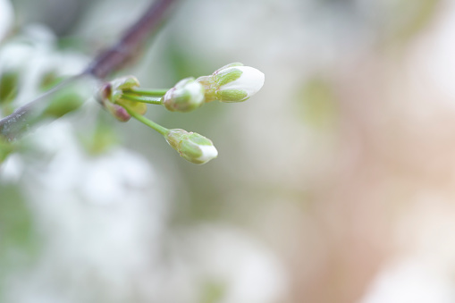 Buds of white cherry blossoms with space for a copy. Macro photography, spring background with soft focus. Sunlight in spring photography.