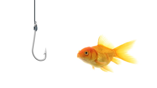 450+ Funny Fishing Stock Videos and Royalty-Free Footage - iStock