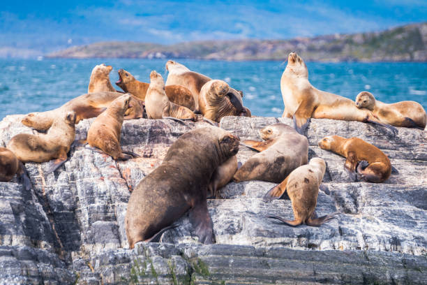 the beagle channel is a well known navigable sea where sea life animals can be seen sea lions are resting in beagle channel, ushuaia les eclaireurs lighthouse photos stock pictures, royalty-free photos & images