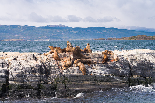sea lions are resting in beagle channel, ushuaia