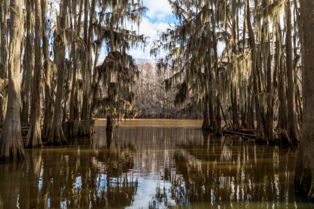 istock Beautiful cypress trees on Caddo Lake, Texas 1461137040