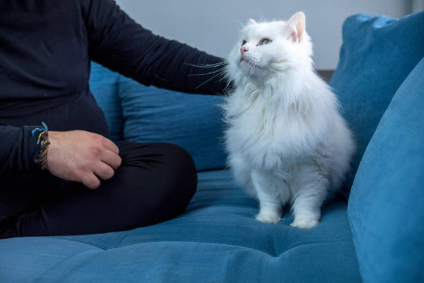 A man plays with his pet - a Turkish Angora cat. A man in black and glasses plays with his pet - Turkish Angora cat on a blue sofa at home. white persian cat stock pictures, royalty-free photos & images
