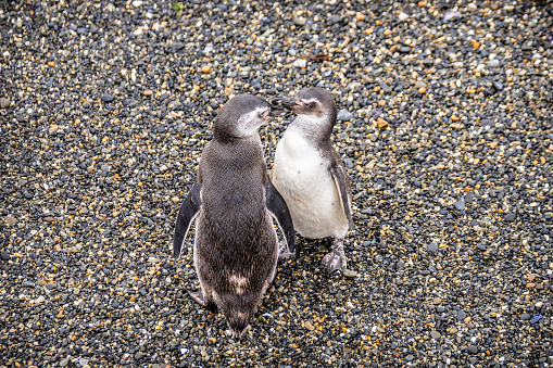 portrait of magellanic penguins colony in ushuaia, argentina