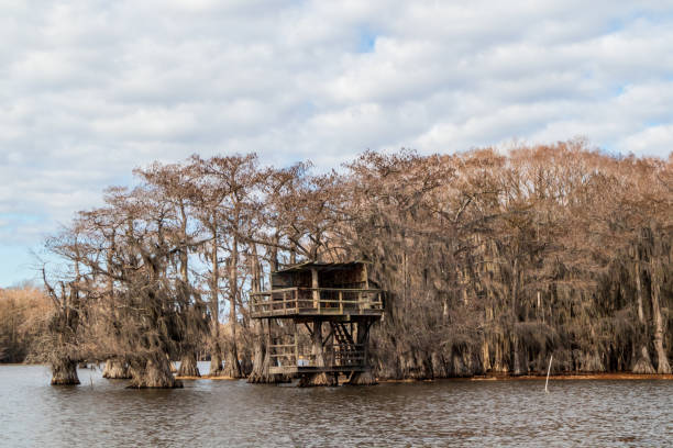 Beautiful cypress trees on Caddo Lake, Texas, on a winter morning