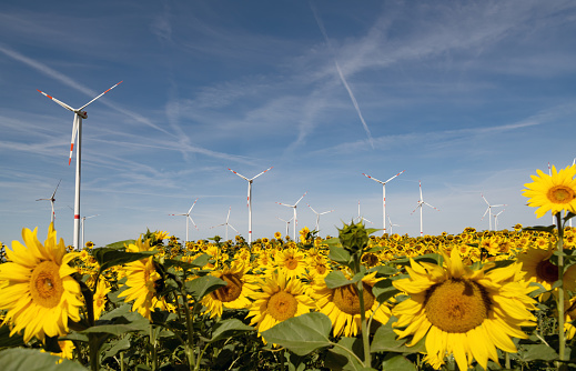 Wind turbines in a field of sunflowers