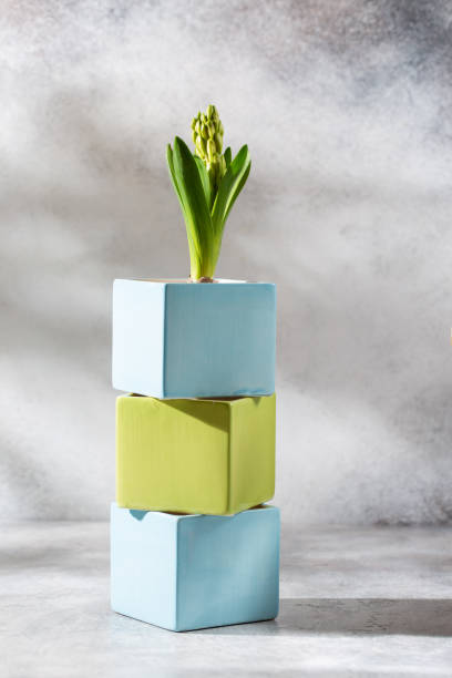 istock Spring composition with hyacinth flower on gray background. Springtime, still life. 1461137504