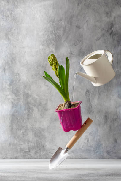 istock Hyacinth flower, garden tools and watering can on gray background. Spring  composition. Gardening concept. 1461137651
