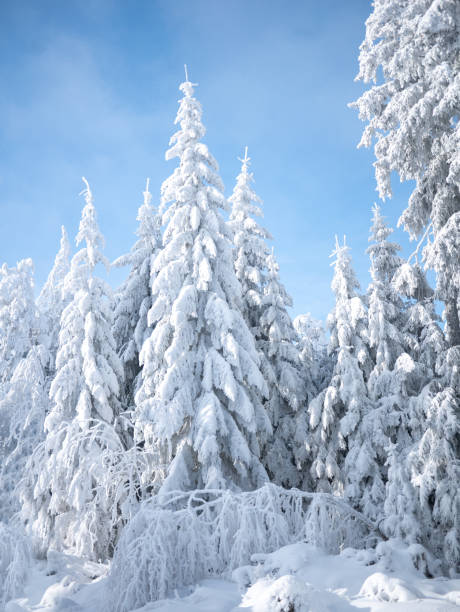 istock Beautiful winter forest in the snow 1461138747