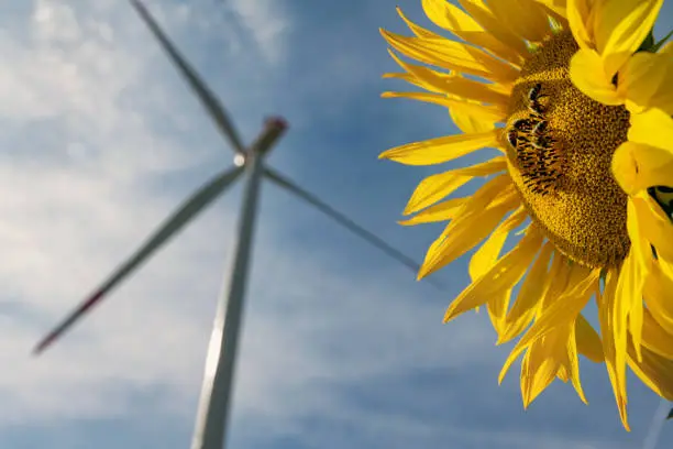 Photo of Bees in sunflowers and wind turbines