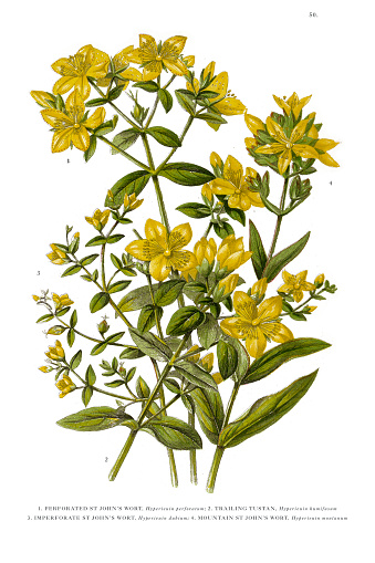 Very Rare, Beautifully Illustrated Antique Engraved Botanical Illustration of St. John's Wort from The Flowering Plants and Ferns of Great Britain, Published in 1846. Copyright has expired on this artwork. Digitally restored.