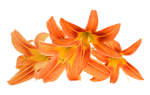 Flower bunch: day lily blooming isolate white