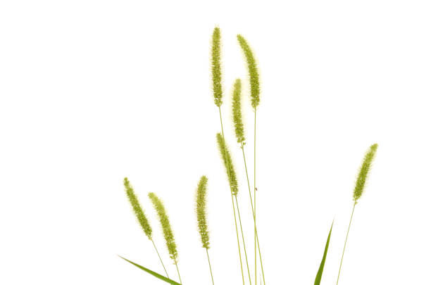 istock Wild setaria viridis flower grass 1461139256