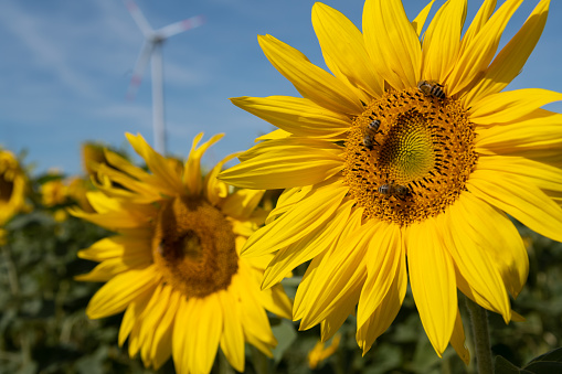 Bees in sunflowers and wind turbines