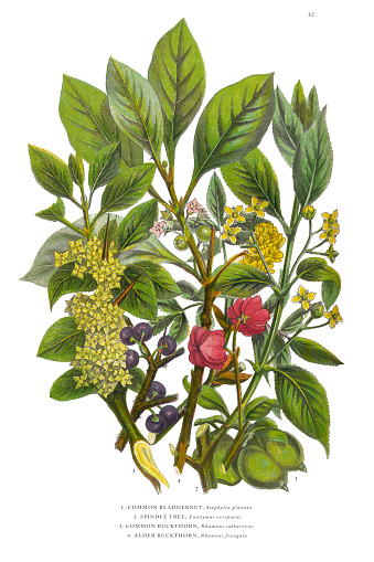 ery Rare, Beautifully Illustrated Antique Engraved and Hand Colored Victorian Botanical Illustration of Common Bladdernut, Staphylea pinnata, Published in 1846 Source: Original edition from my own archives. Copyright has expired on this artwork. Digitally restored.