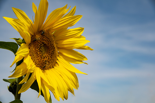 Sunflower Field with beautiful sky background