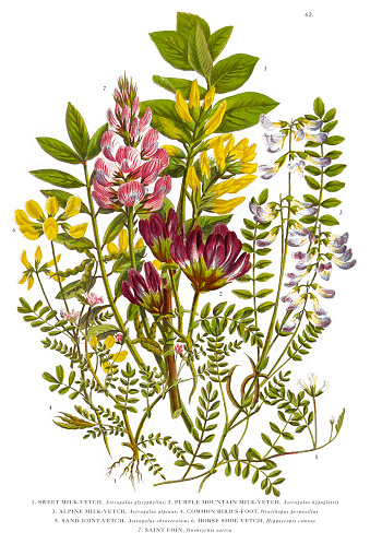 Very Rare, Beautifully Illustrated Antique Engraved Botanical Illustration of Milk Vetch and Vetch, Vicia, from The Flowering Plants and Ferns of Great Britain, Published in 1846. Copyright has expired on this artwork. Digitally restored.