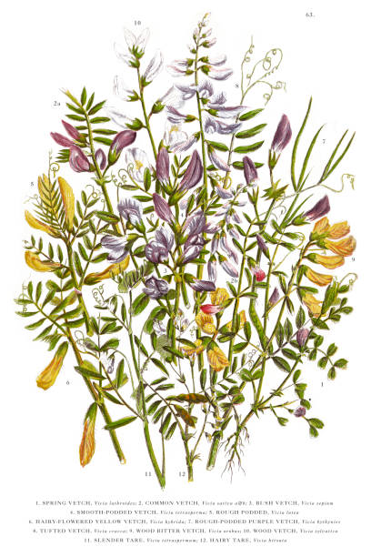 ilustraciones, imágenes clip art, dibujos animados e iconos de stock de victorian botanical ilustración de resorte vetch, vicia, madera y amarga - algarrobilla de monte