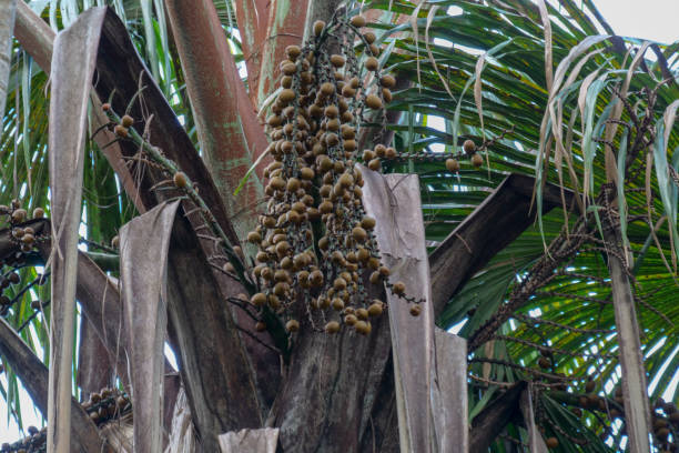Brown Buriti fruit hanging from Mauritia flexuosa, known as the moriche palm, ité palm, ita, buriti, muriti, miriti, canangucho, acho, or aguaje, is a palm tree. It grows in and near swamps and other wet areas in tropical South America la fruta marrón buriti que cuelga de mauritia flexuosa, conocida como palma moriche, palma ité, ita, buriti, muriti, miriti, canangucho, acho o aguaje, es una palmera. crece en y cerca de pantanos y otras áreas húmedas en américa del sur tropical.