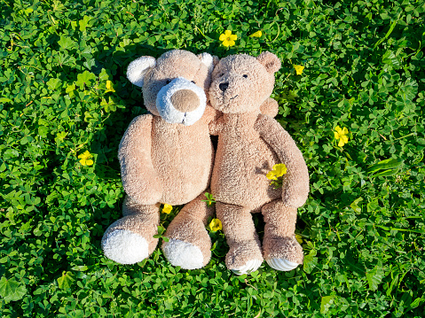 Two hugging teddy bears lying in green grass in sunlight
