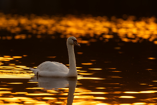 Beautiful mute swan (Cygnus olor) in the evening