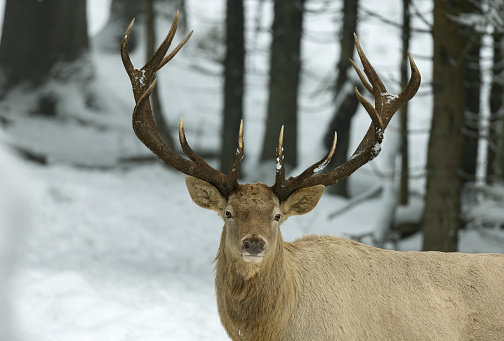 Portrait of a strong red deer (Cervus elaphus)  in winter.