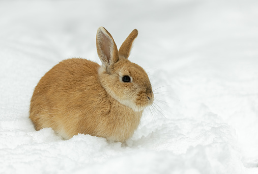 Domesticated rabbit (Oryctolagus cuniculus domesticus) sitting in snow.