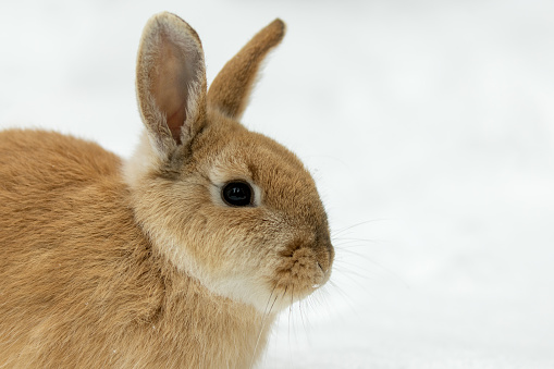 White snowshoe hare sitting in the snow during a Canadian winter