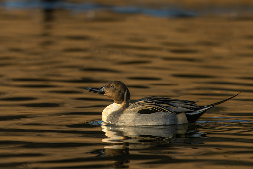 Male northern pintail (Anas acuta) swimming in a lake in the last sunlight.