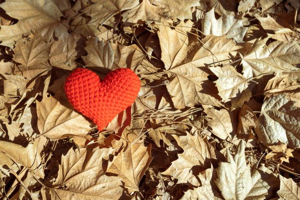 istock Red heart on dry leaves 1461141912