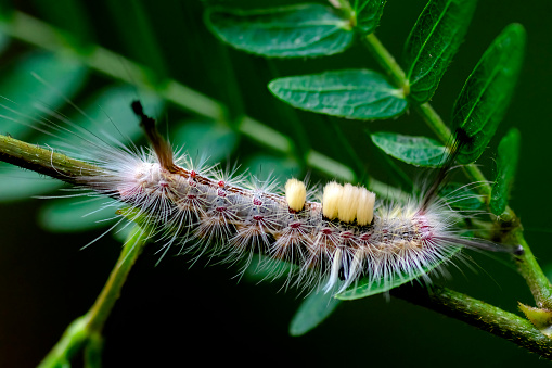 Brown Tussock Moth Caterpillar on the plant feeding on leaves. Used selective focus.