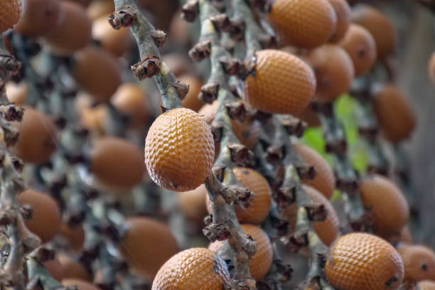 Brown Buriti fruit hanging from Mauritia flexuosa, known as the moriche palm, ité palm, ita, buriti, muriti, miriti, canangucho, acho, or aguaje, is a palm tree. It grows in and near swamps and other wet areas in tropical South America la fruta marrón buriti que cuelga de mauritia flexuosa, conocida como palma moriche, palma ité, ita, buriti, muriti, miriti, canangucho, acho o aguaje, es una palmera. crece en y cerca de pantanos y otras áreas húmedas en américa del sur tropical.