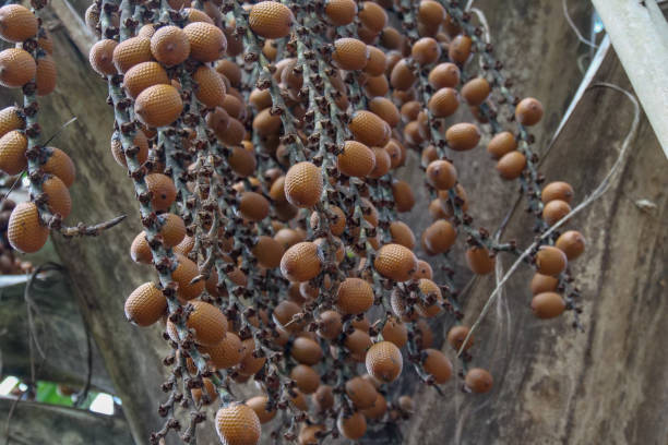 Brown Buriti fruit hanging from Mauritia flexuosa, known as the moriche palm, ité palm, ita, buriti, muriti, miriti, canangucho, acho, or aguaje, is a palm tree. It grows in and near swamps and other wet areas in tropical South America la fruta marrón buriti que cuelga de mauritia flexuosa, conocida como palma moriche, palma ité, ita, buriti, muriti, miriti, canangucho, acho o aguaje, es una palmera. crece en y cerca de pantanos y otras áreas húmedas en américa del sur tropical.