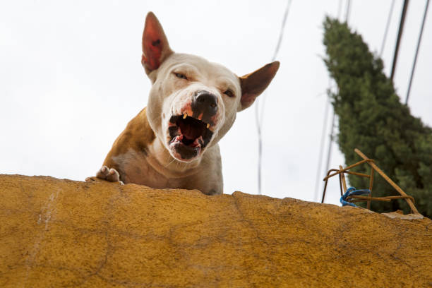 istock A Mexican roof dog 1461146700