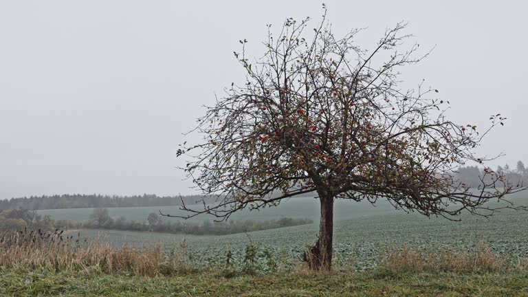 WS An old apple tree in the middle of a field in a cold morning