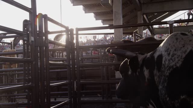 A bull waits in a pen under the rodeo stands for the bull riding event to begin