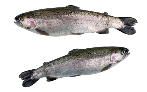 istock Two river trout isolated on a white background. 1461149798