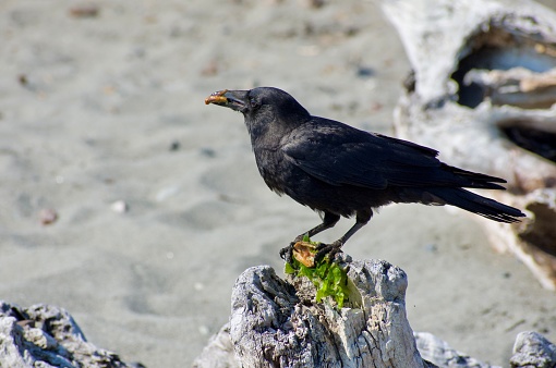American Crow (Corvus brachyrhynchos) perches on driftwood with a chiton which it is eating on a summer afternoon, southern Vancouver Island, British Columbia